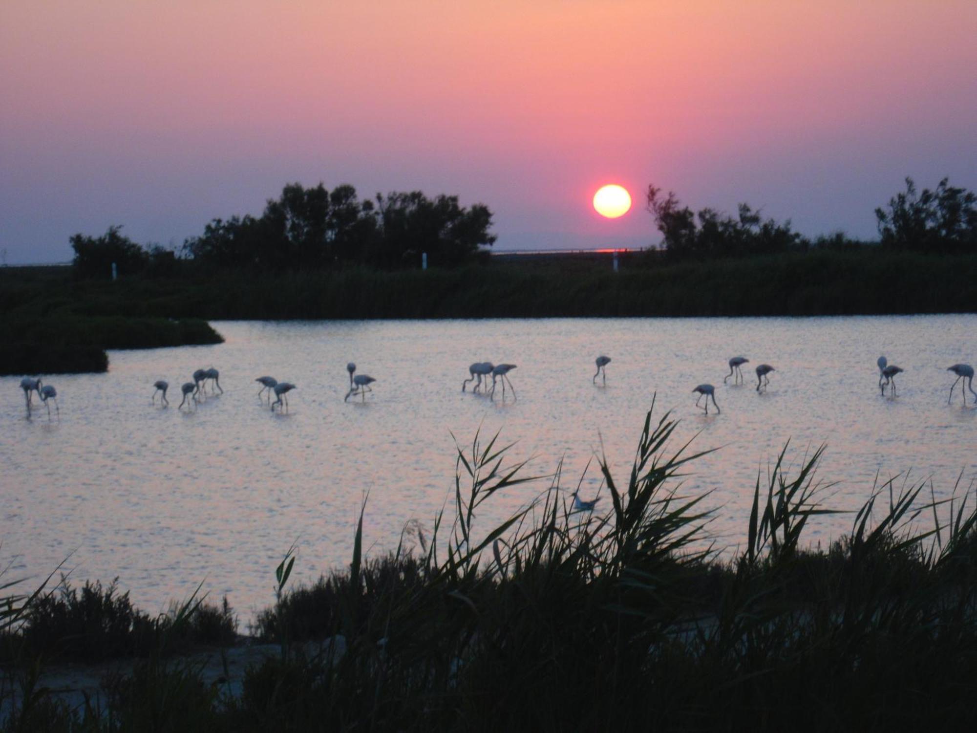 Chambre Les Flamants, Avec Vue Imprenable Sur Les Etangs, Les Oiseaux, La Nature, Petit Dejeuner Compris Saintes-Maries-de-la-Mer Esterno foto
