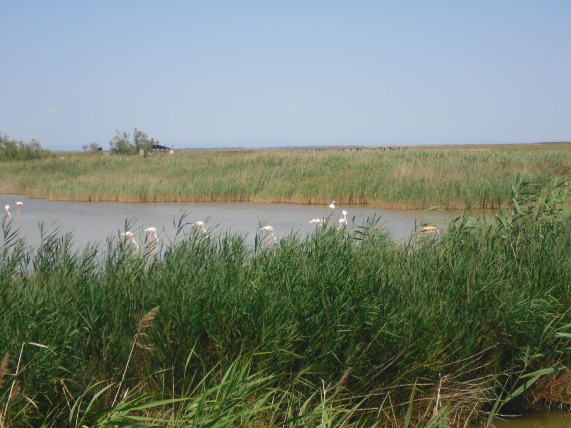 Chambre Les Flamants, Avec Vue Imprenable Sur Les Etangs, Les Oiseaux, La Nature, Petit Dejeuner Compris Saintes-Maries-de-la-Mer Esterno foto